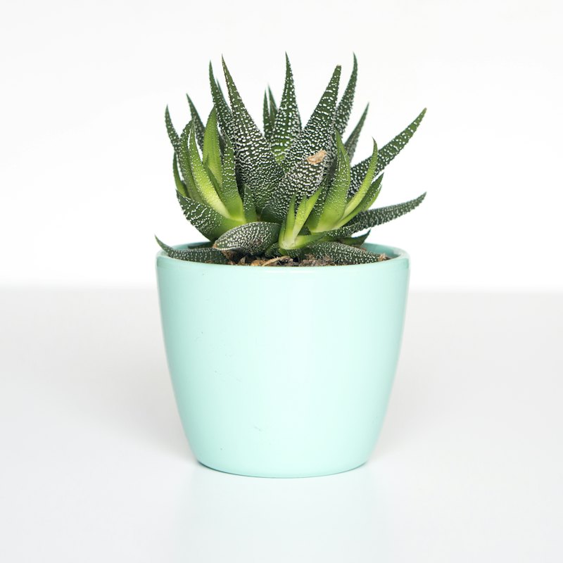 Ceramic Plant Pot