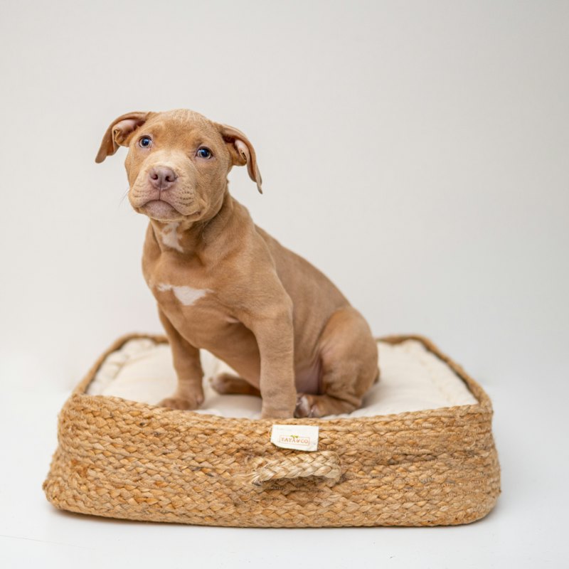 Woven Pet Bed